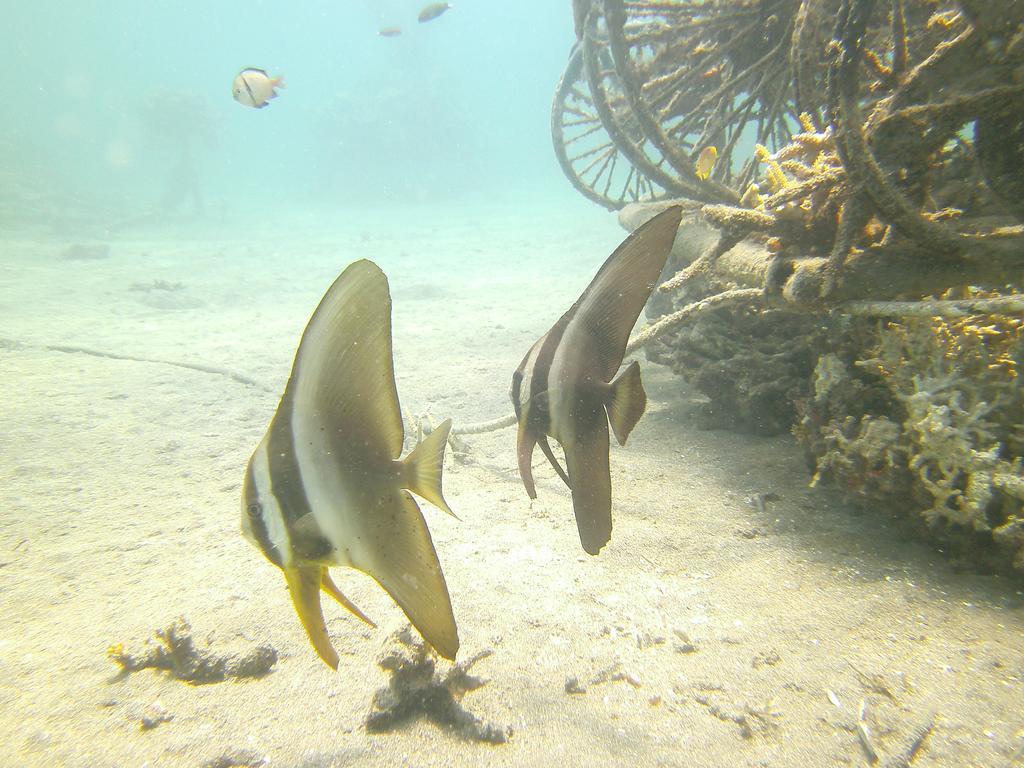 Biorock Homestay & Dive Center Pemuteran Екстериор снимка