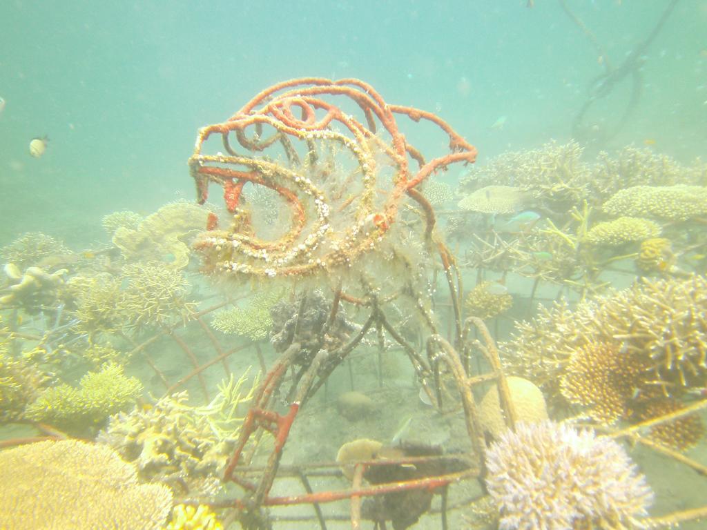 Biorock Homestay & Dive Center Pemuteran Екстериор снимка
