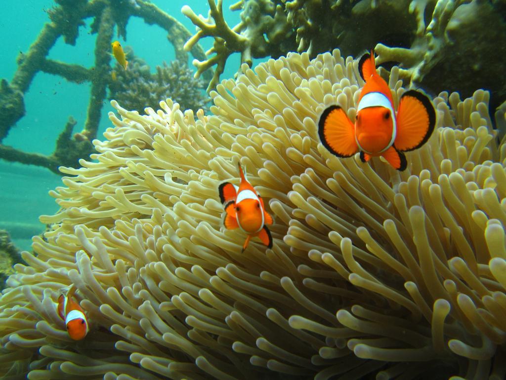 Biorock Homestay & Dive Center Pemuteran Екстериор снимка