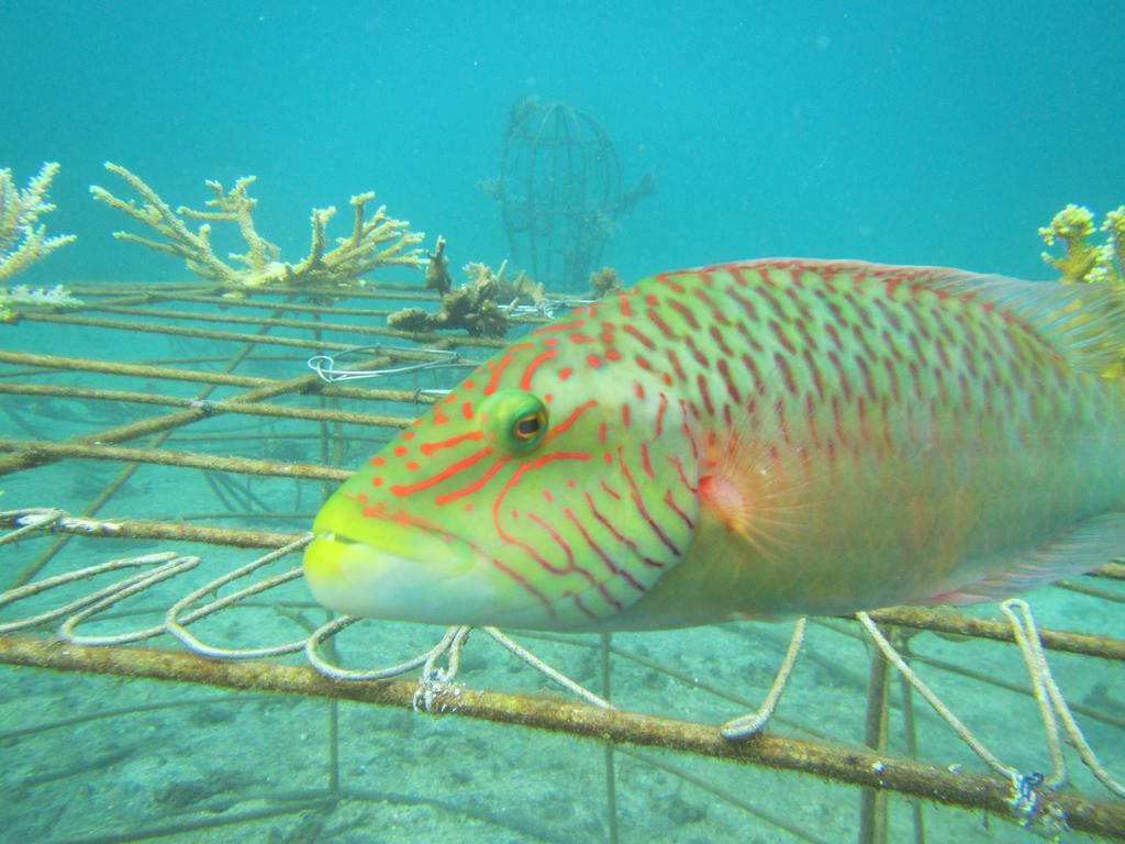 Biorock Homestay & Dive Center Pemuteran Екстериор снимка
