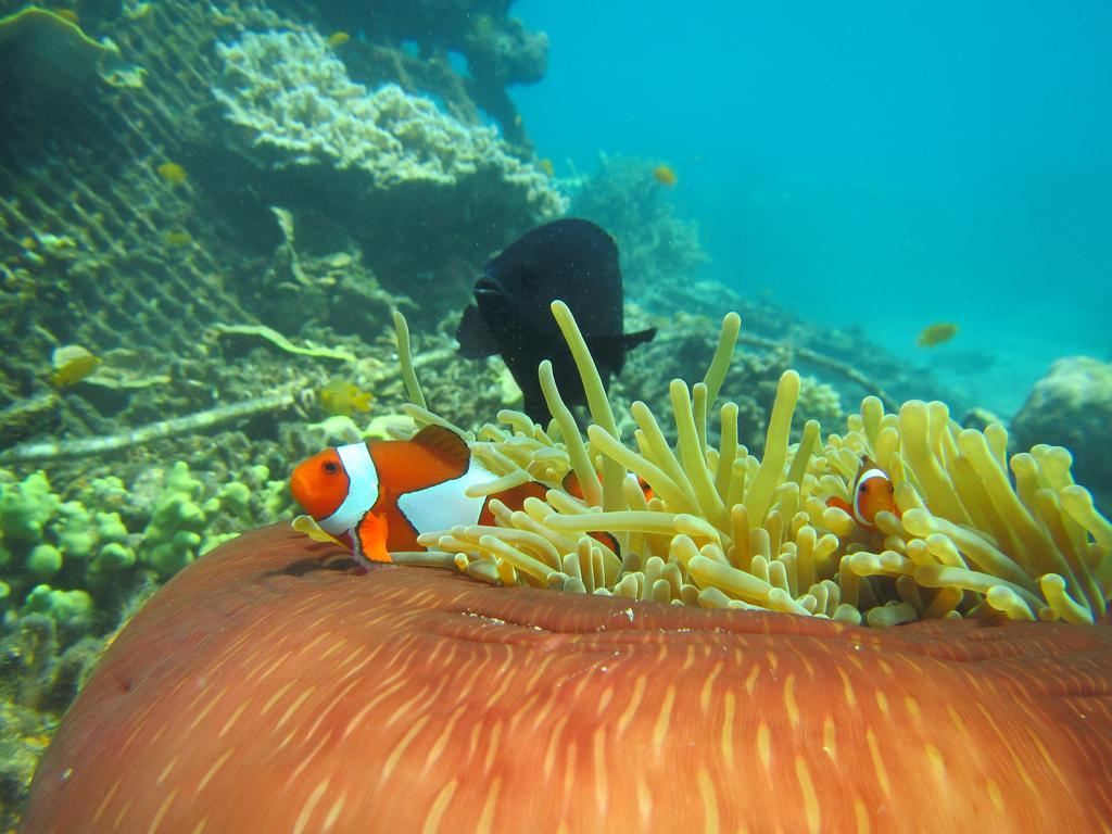 Biorock Homestay & Dive Center Pemuteran Екстериор снимка