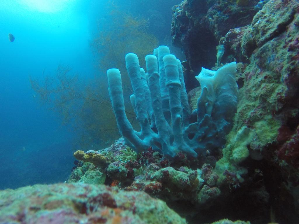 Biorock Homestay & Dive Center Pemuteran Екстериор снимка