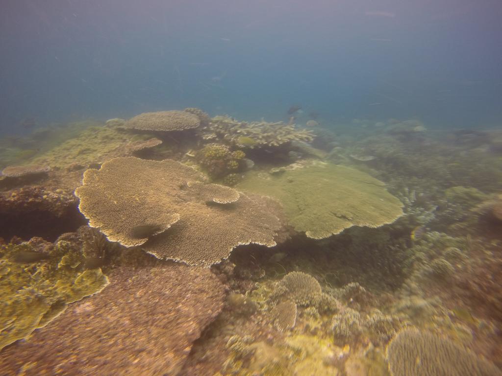 Biorock Homestay & Dive Center Pemuteran Екстериор снимка
