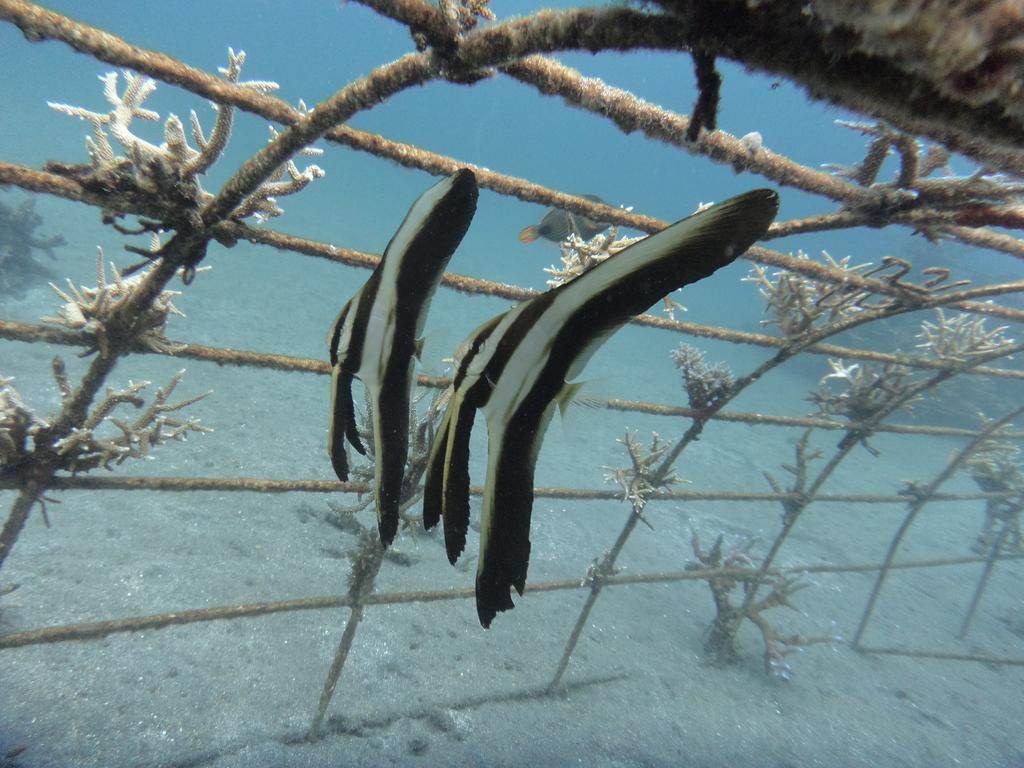 Biorock Homestay & Dive Center Pemuteran Екстериор снимка