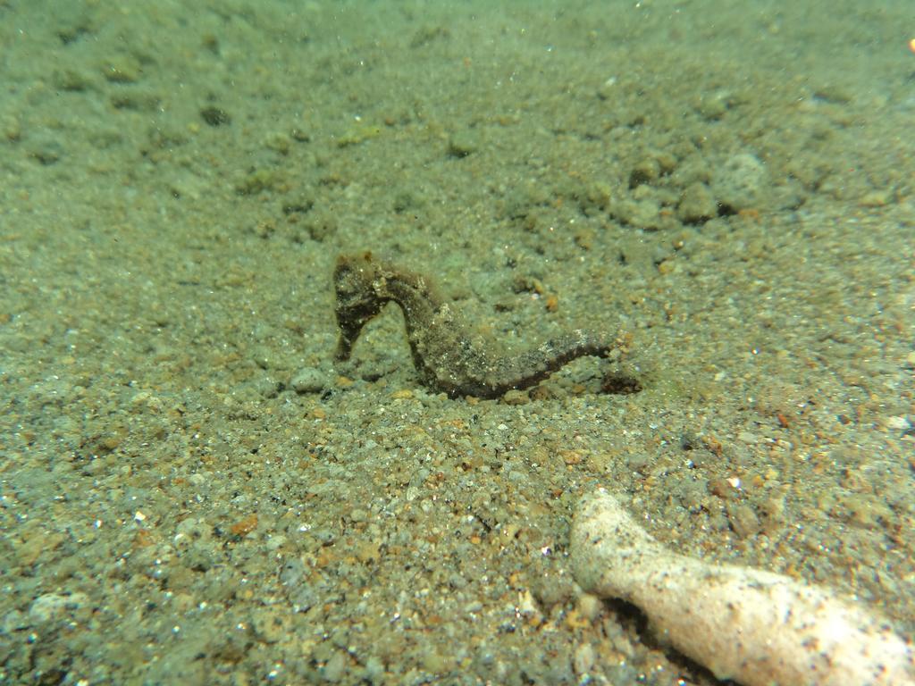 Biorock Homestay & Dive Center Pemuteran Екстериор снимка