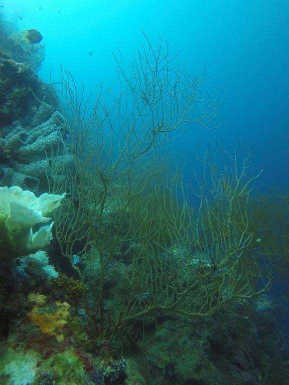 Biorock Homestay & Dive Center Pemuteran Екстериор снимка